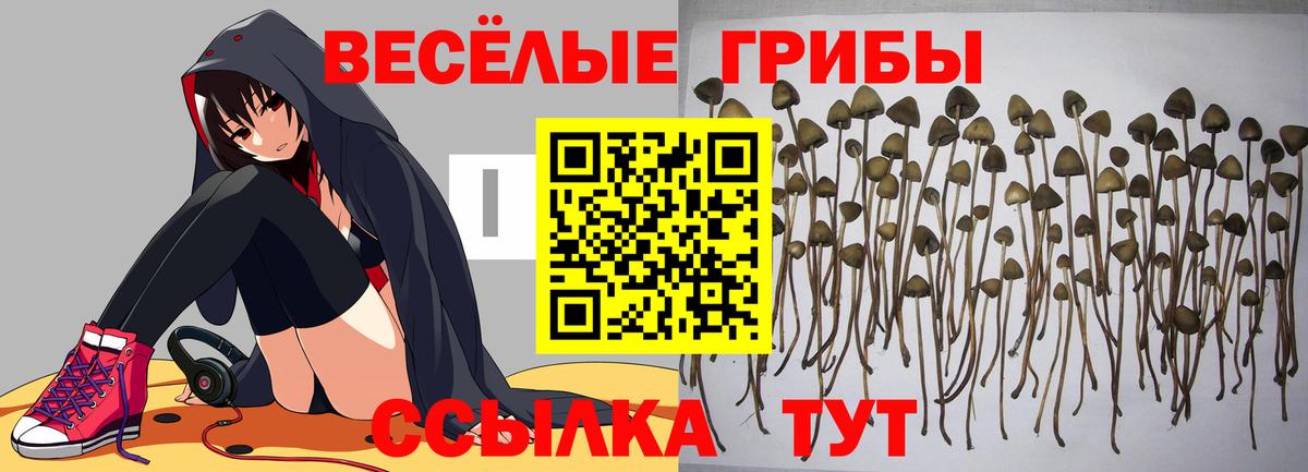 Галлюциногенные грибы Psilocybe Сегежа